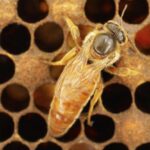 Crianza Fertilización de Abejas Reina